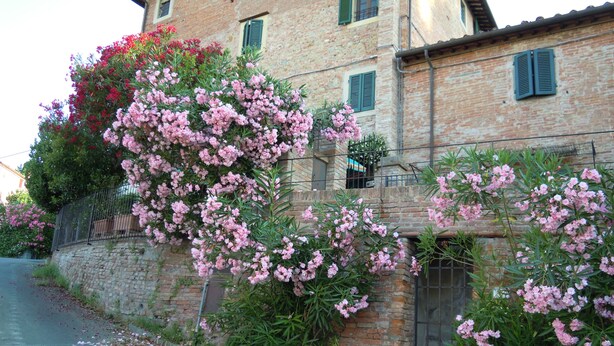 A stone building with pink flowering plants and a metal gate.