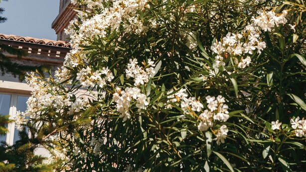 Un immeuble à plusieurs étages doté d’un balcon au dernier étage, entouré d’arbres en fleurs.