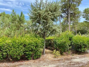 Ein angelegter Garten mit verschiedenen Bäumen und Sträuchern, einem Kiesweg und blauem Himmel.