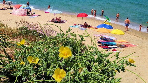 Een strand met mensen die zonnebaden en zwemmen, kleurrijke parasols en bloemen op de voorgrond.
