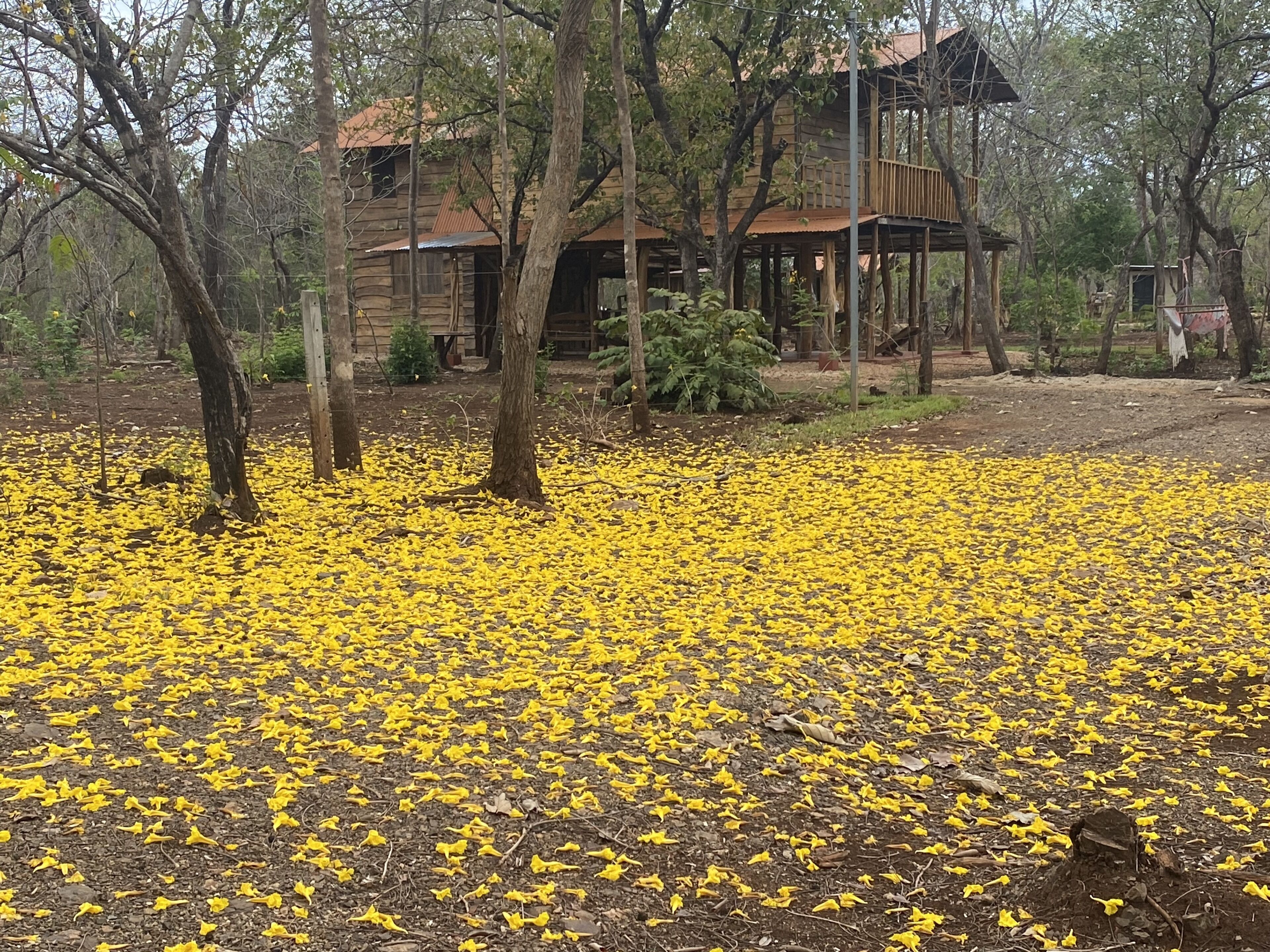 Traditional Cabin | 3 bedrooms, premium bedding, down duvets, individually furnished