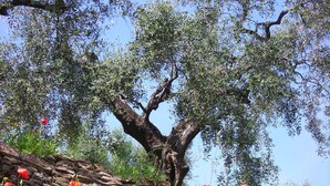 A field of red poppies with a stone wall and a tree in the background. - Relaxing House surrounded by Olive trees, wonderful sea view (Dolcedo)