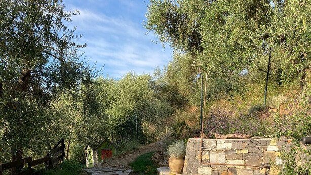 A patio with wooden tables and chairs, a stone wall, and a grassy area with trees. - Relaxing House surrounded by Olive trees, wonderful sea view (Dolcedo)