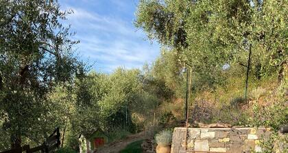 Maison de détente entourée d'oliviers, vue magnifique sur la mer