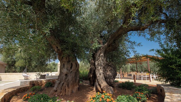 A large tree with a thick trunk and dense foliage, surrounded by a landscaped garden with various plants and flowers. - Terra Mater - exclusive cottage (Ostuni)