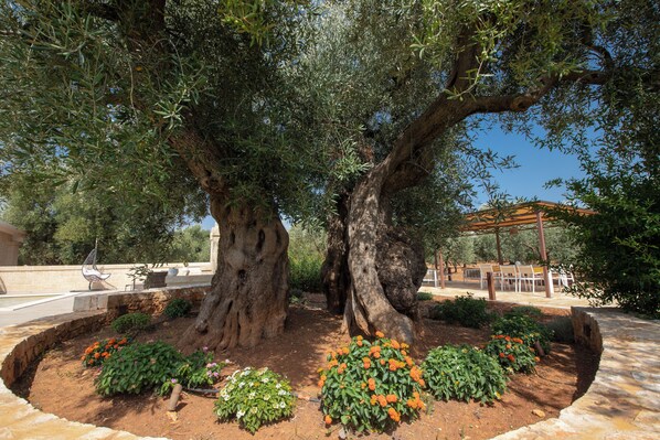 Exterior - Terra Mater - exclusive cottage (Ostuni)