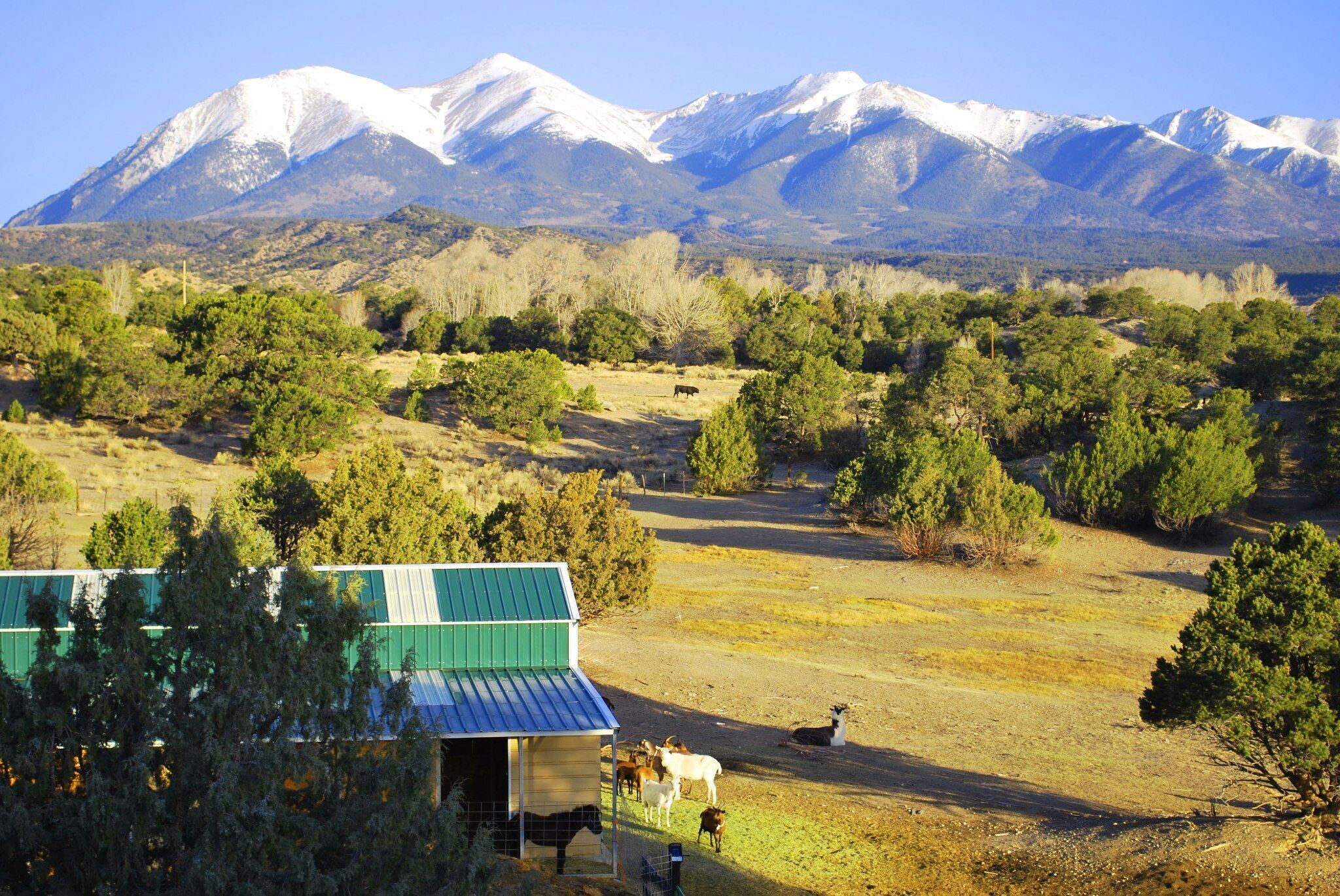 20 Acre goat farm in Sunny Salida, CO - Pet Friendly!