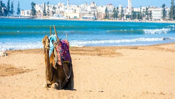 Un camello en una playa arenosa con un paisaje urbano al fondo.