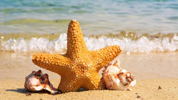 A starfish on a sandy beach with shells and a calm sea in the background. - LUXE DISNEY HOME, POOL W/ SPA, GAME ROOM,  FREE NETFLIX & WIFI  (Davenport)