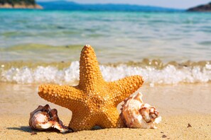 A starfish on a sandy beach with shells and a calm sea in the background.