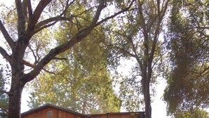 A wooden cabin with a staircase leading to a deck, surrounded by trees and a garden area.