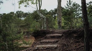Holzstufen führen einen Hügel in einem bewaldeten Gebiet hinauf.