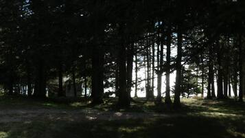 Ein Wald mit hohen Bäumen und blauem Himmel.