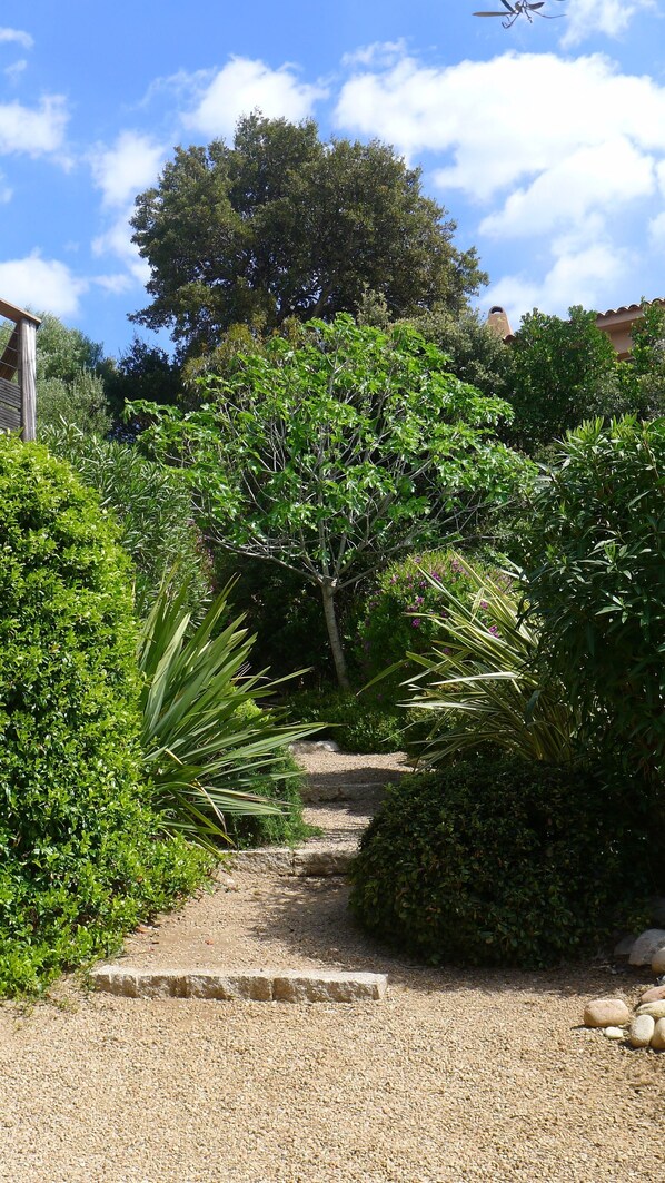 Un chemin de gravier traverse un jardin où poussent différentes espèces de plantes, et un grand arbre s’y dresse.