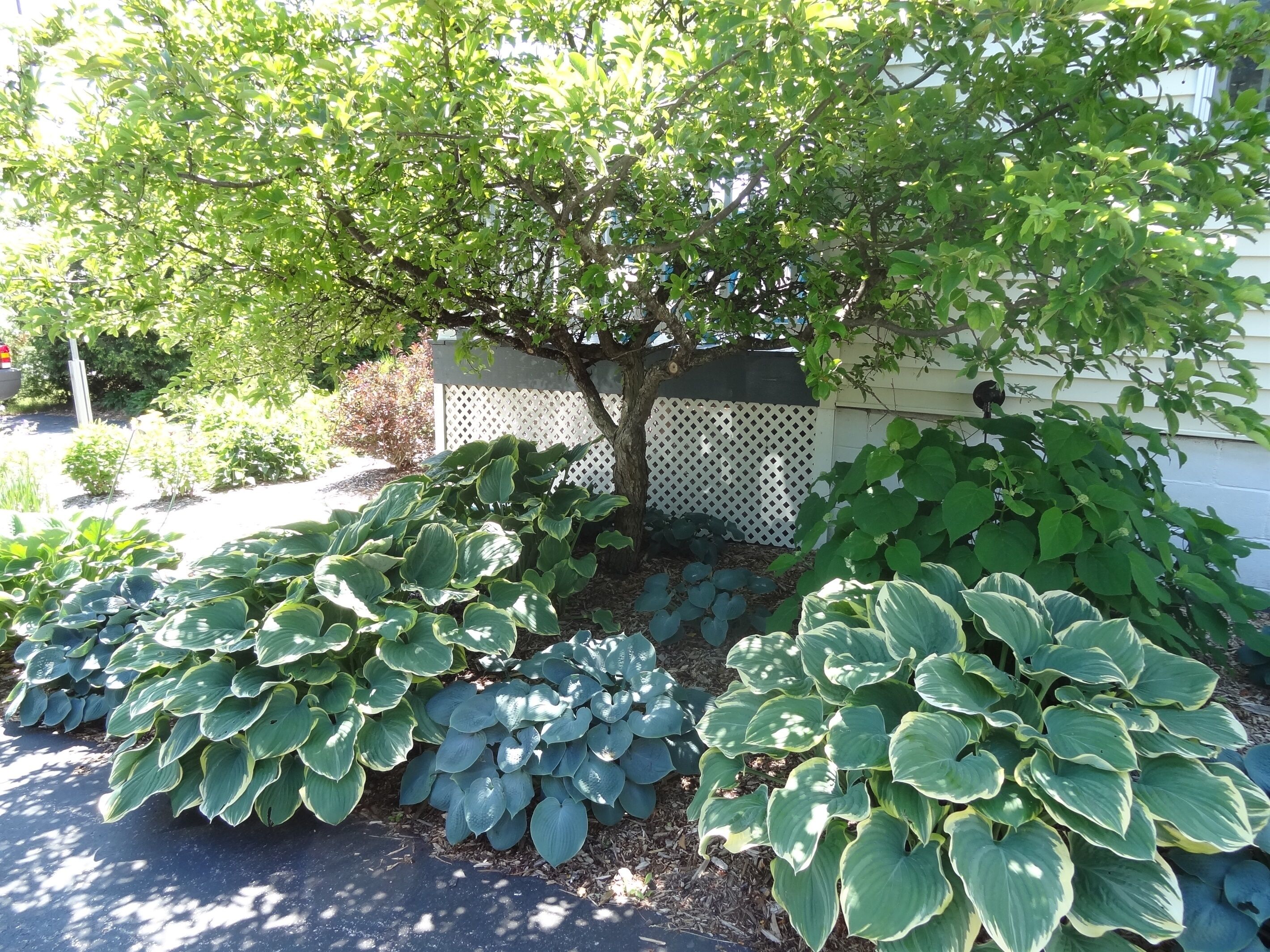 A garden with large, variegated hostas and a tree in the background.