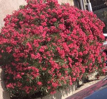 Un follaje denso de flores rosa intenso frente a una fachada de edificio.
