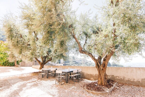 An outdoor seating area with tables and chairs under olive trees, overlooking a scenic landscape.