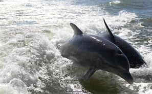 Unclassified image, 4 of 27, button