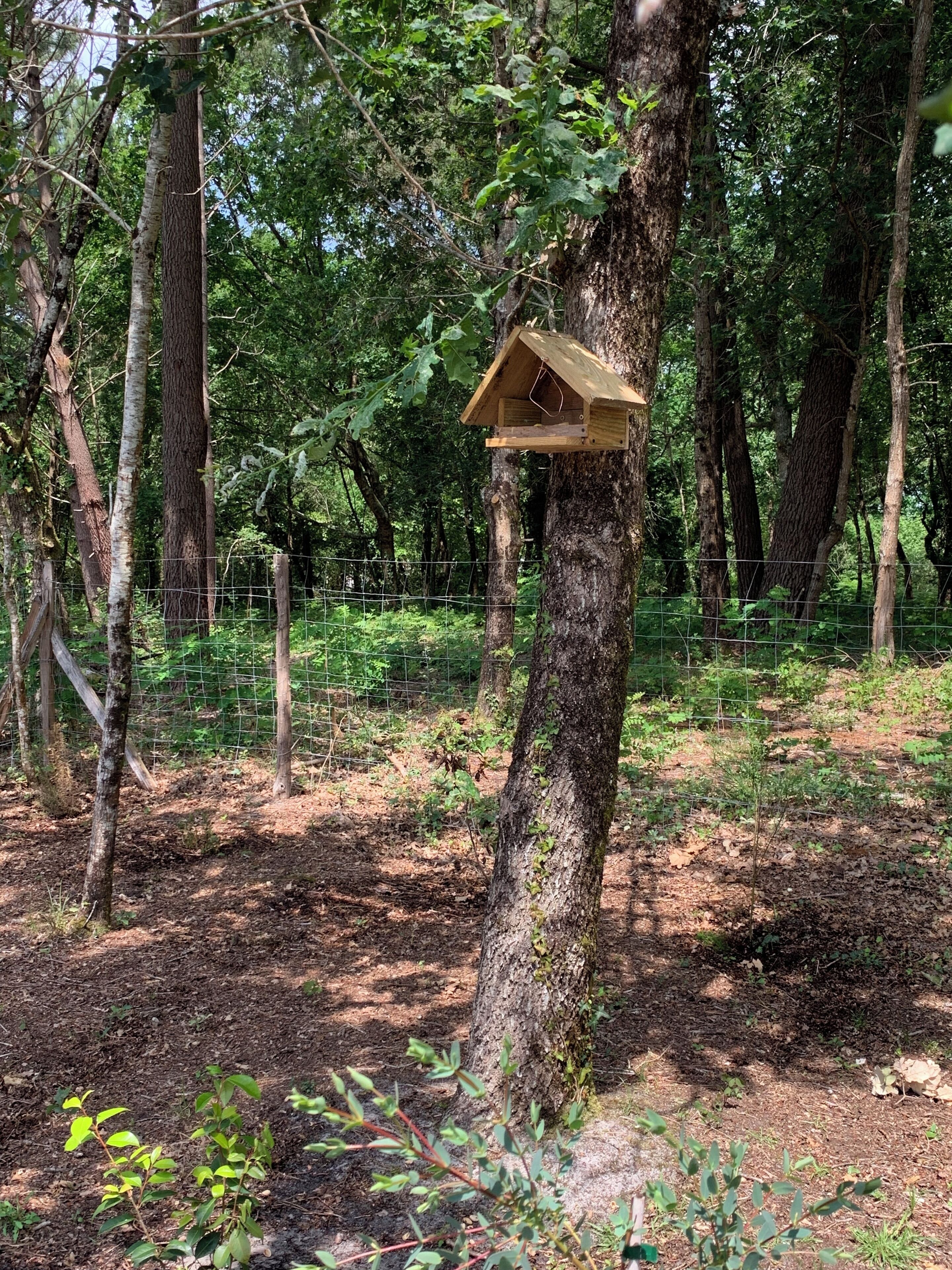 Une nichoir fixé à un arbre dans une zone boisée.