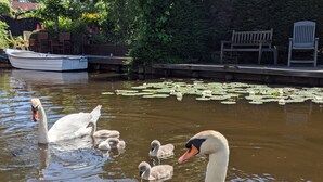 Un estanque tranquilo con cisnes y sus crías, rodeado de abundante vegetación y un muelle de madera.
