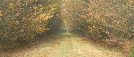 A pathway flanked by trees with autumn foliage.