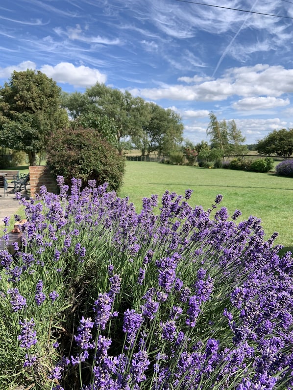 A garden with lavender plants and a bench in the background. - 4 Bed Beach Bungalow with Dog-friendly Garden & Hot Tub on South Beach, Heacham (Heacham)