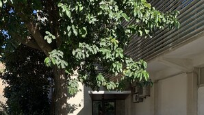 A courtyard with a stone pathway leading to a building entrance, surrounded by greenery and a tree. - House on the beach in Sesimbra (Sesimbra)
