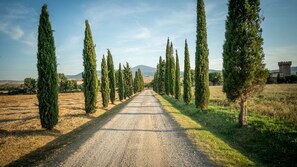 A gravel road flanked by tall cypress trees, leading towards a distant castle. - Podere Osteria, Pienza, Siena and Chianti (Pienza)