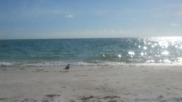A sandy beach with footprints and a single bird. - COZY BEACH HOUSE 2 BEDROOM (Treasure island)