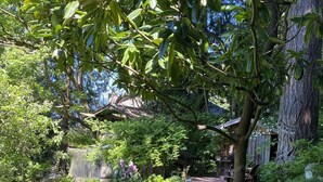 Un rigoglioso giardino con diverse piante e una struttura in legno sullo sfondo.