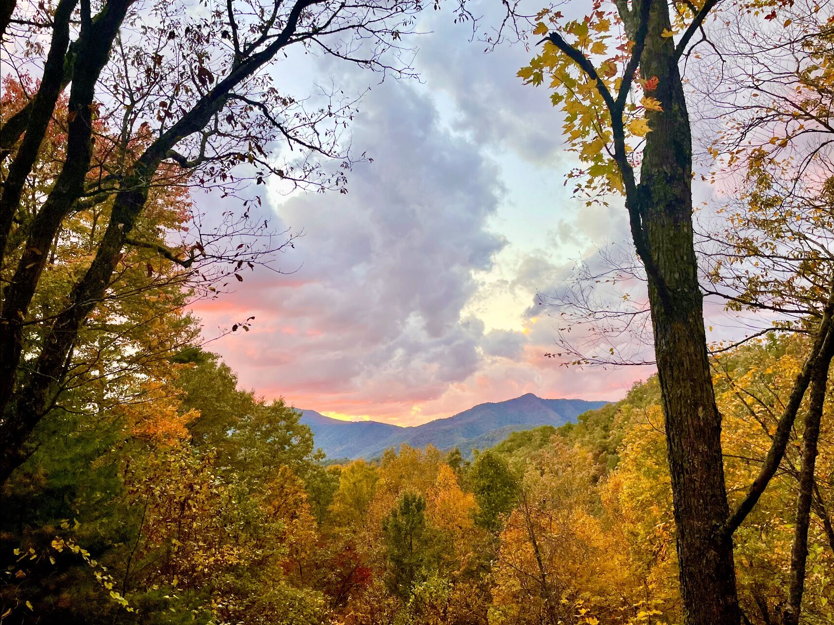 A forested landscape with a mountain in the background.