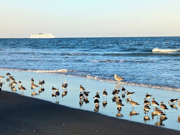 On the beach, sun-loungers