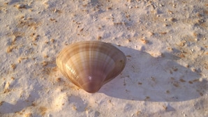 Una concha marina sobre una superficie rugosa.