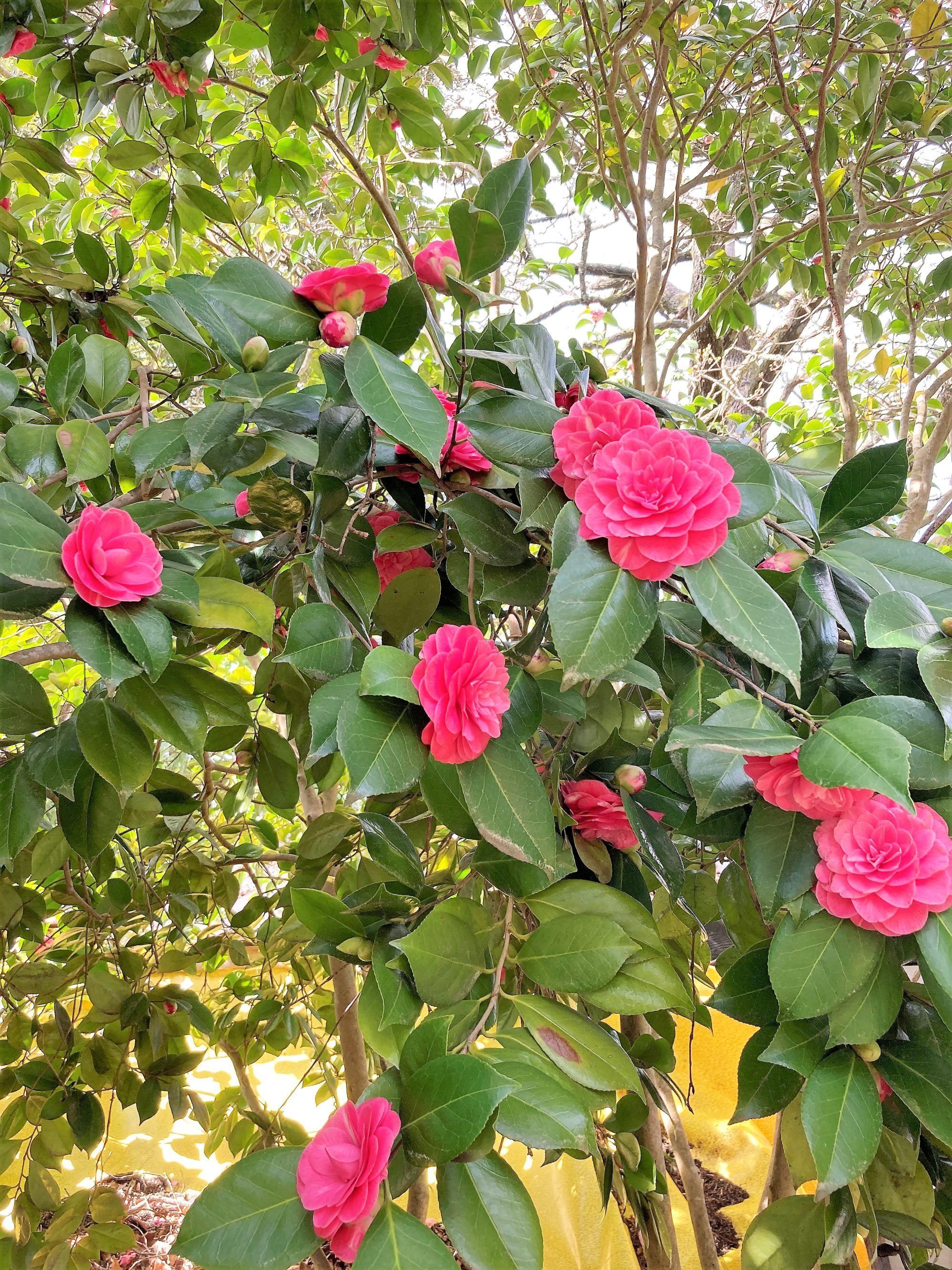 Unwind Holidays Camellia Cottage: Hideaway in the Picturesque Adelaide Hills. — image 23