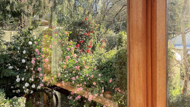 A view through a window of a garden with various plants and flowers, a wooden bench, and a small pond.