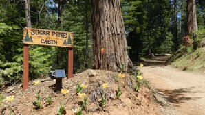 Ein Holzschild für die Sugar Pine Cabin, mit einem unbefestigten Weg, der dorthin führt, umgeben von Bäumen und gelben Blumen.