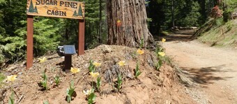 Sugar Pine Cabin in beautiful Mariposa Pines