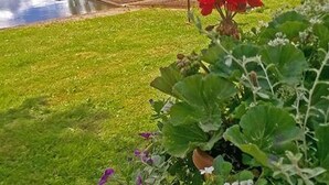 A garden with a pond, red flowers, and green foliage.