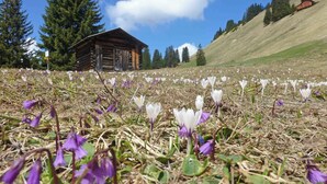 Une cabane en bois située sur une colline, avec un champ de fleurs violettes et blanches au premier plan.