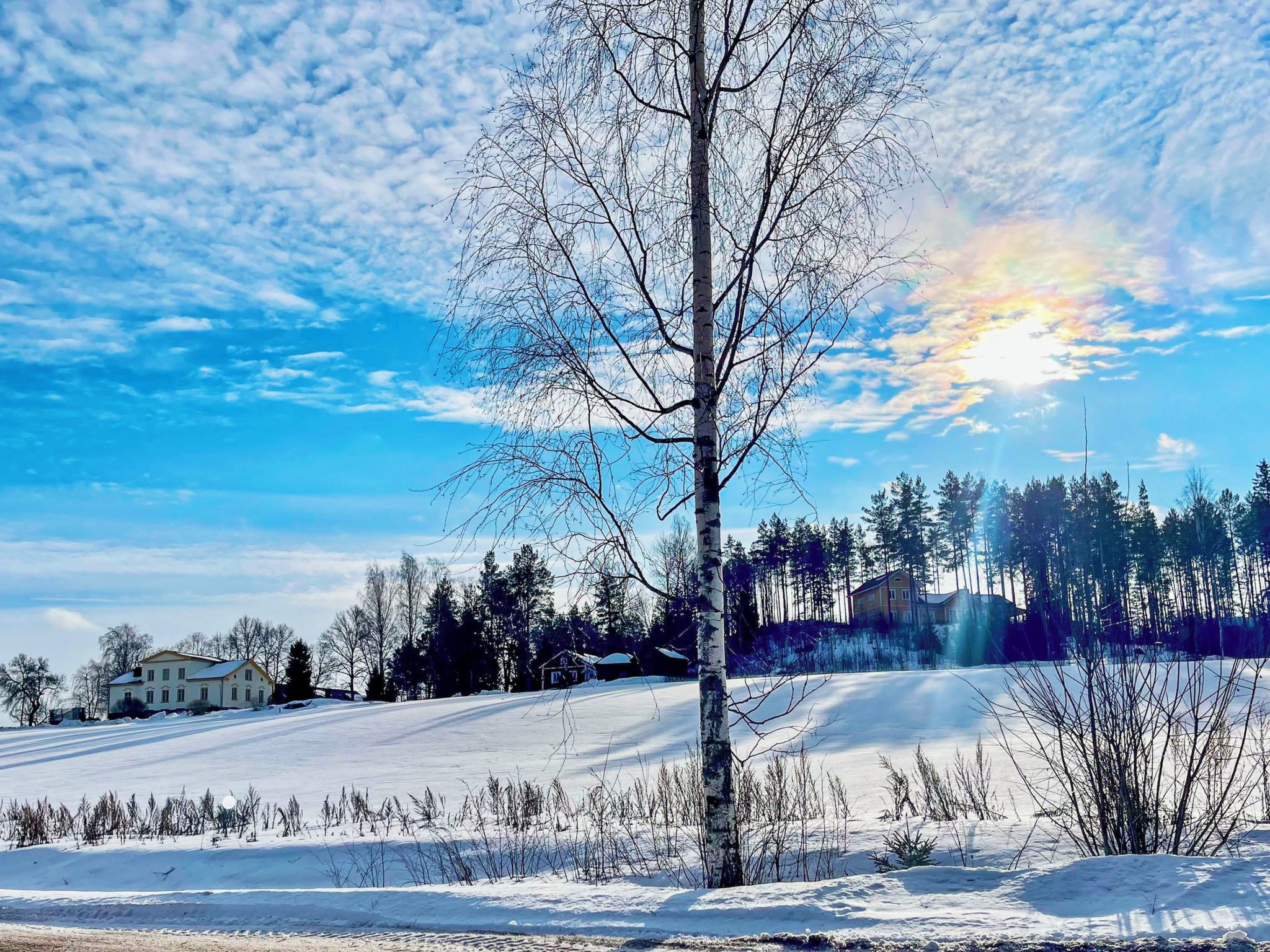 A snow-covered landscape with a clear sky, a birch tree, and a distant building.
