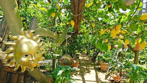 Una escultura con forma de sol en un jardín con plantas en macetas y un camino.