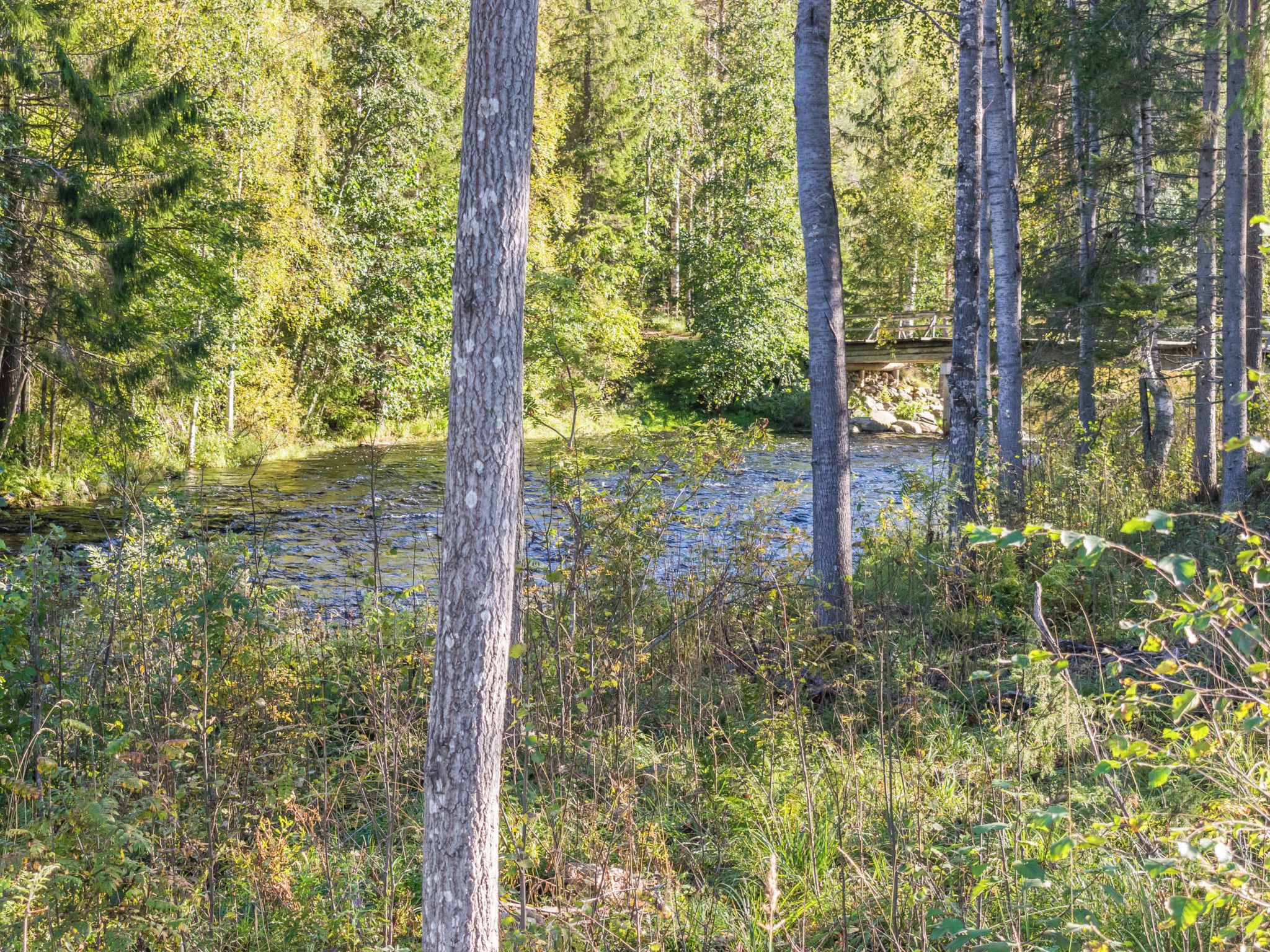 A natural landscape with a river, dense forest, and a wooden bridge.