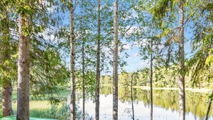 Un cadre paisible au bord d’un lac, avec des bouleaux, un canoë vert et une petite cabane au bord de l’eau.
