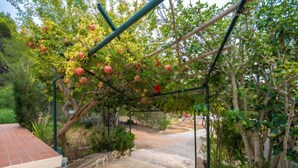 Ein gepflasterter Weg führt zu einer Pergola mit Kletterpflanzen und Granatapfel-Früchten.