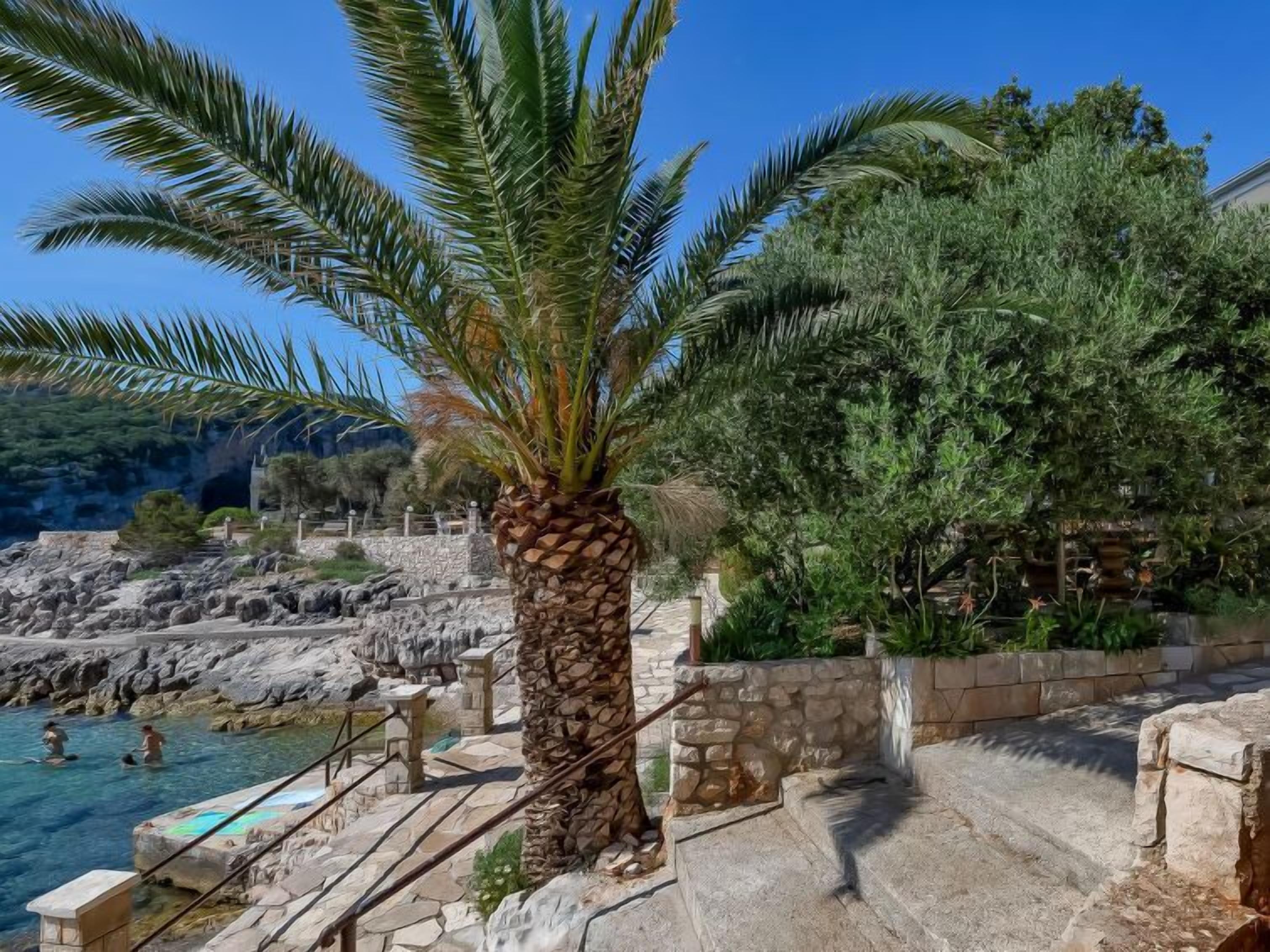 Ein gepflasterter Weg führt zu einem Poolbereich mit einer Palme und einem großen immergrünen Baum.