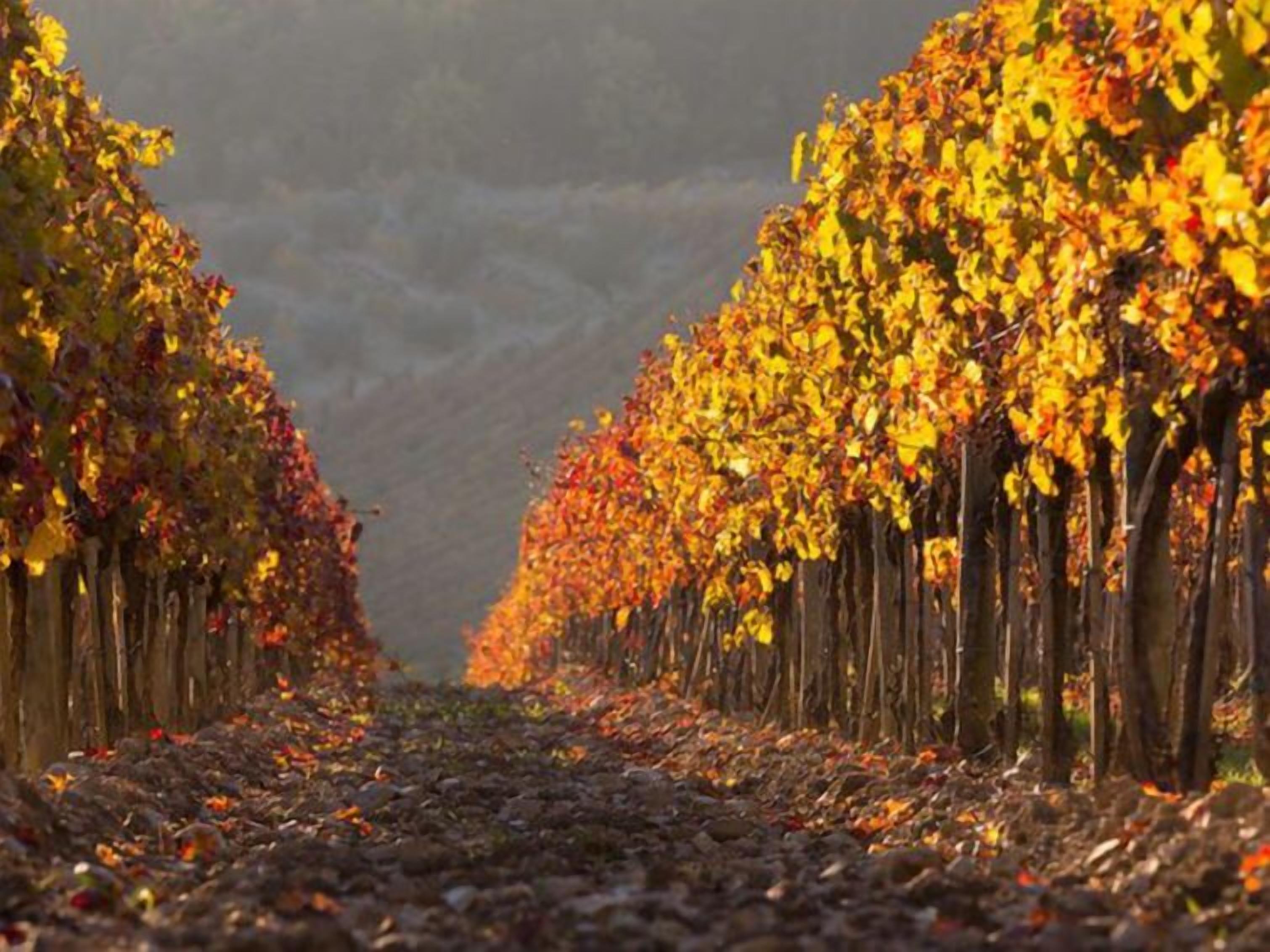 A vineyard with rows of grapevines and a path covered with fallen leaves.