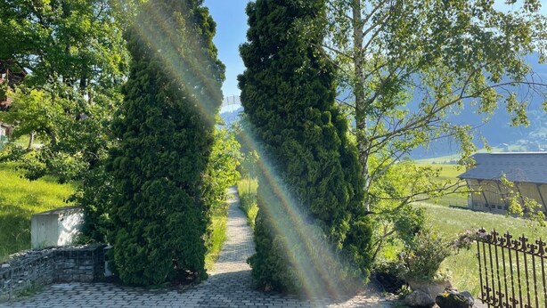 Un sendero pavimentado bordeado por altos árboles de hoja perenne, que conduce a un edificio con techo inclinado.