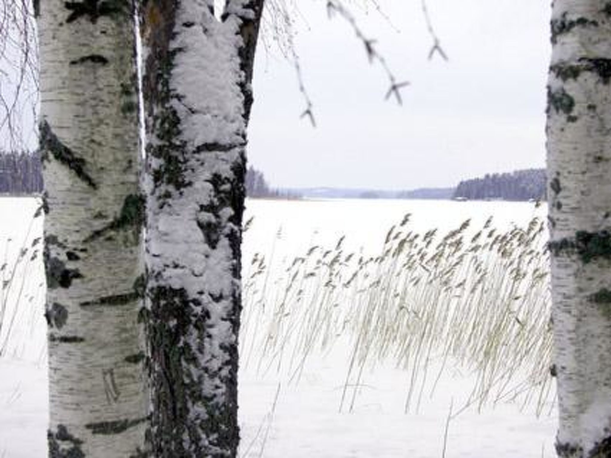 Árboles de abedul con nieve en los troncos y las ramas, que conducen a un lago congelado.