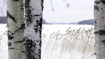 Árboles de abedul con nieve en los troncos y las ramas, que conducen a un lago congelado.