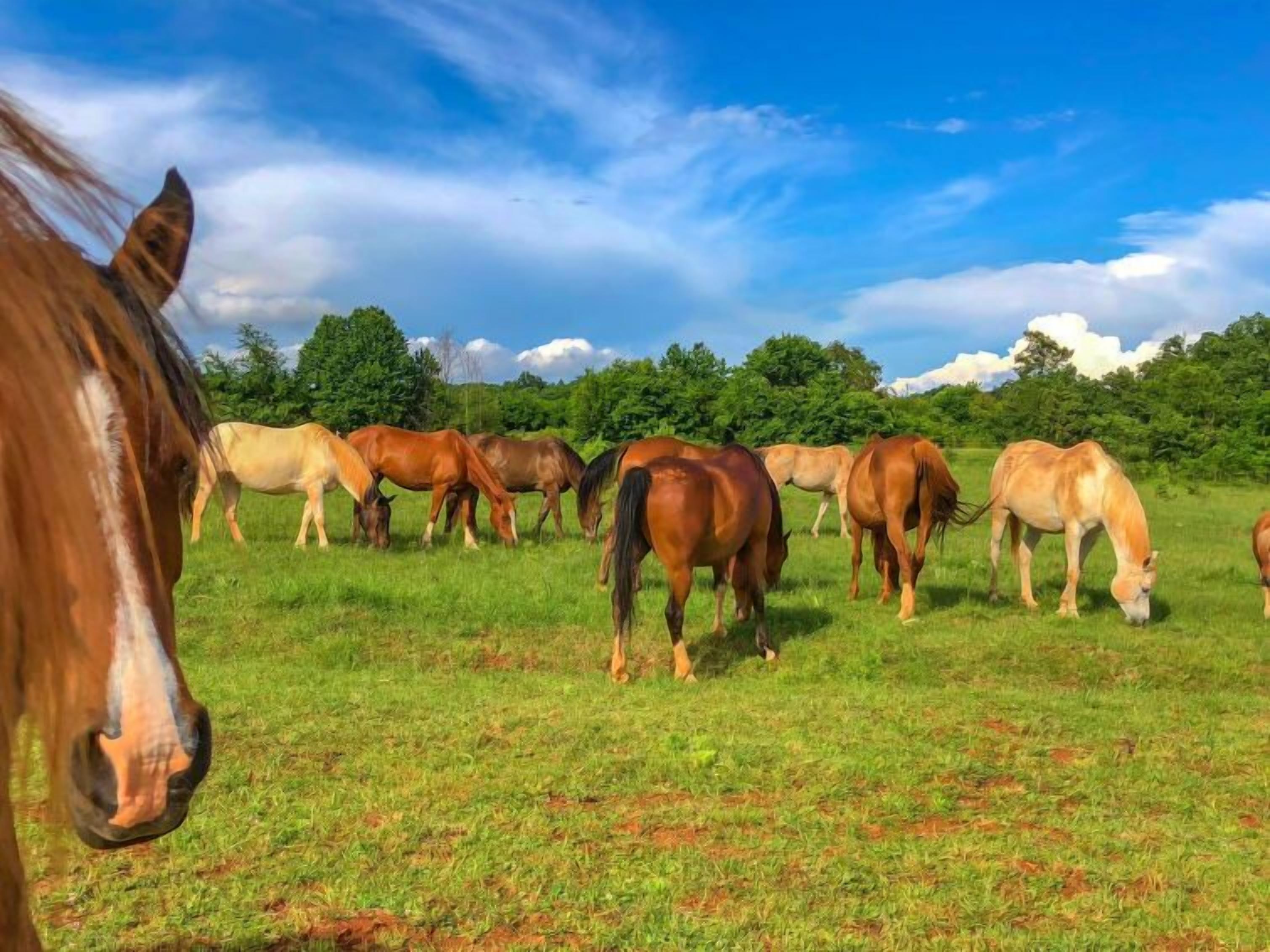 Um grupo de cavalos pastando em um campo gramado, com árvores ao fundo.